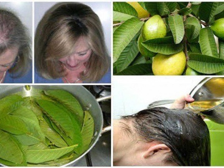 أوراق الجوافة في علاج مشاكل فروة الرأس