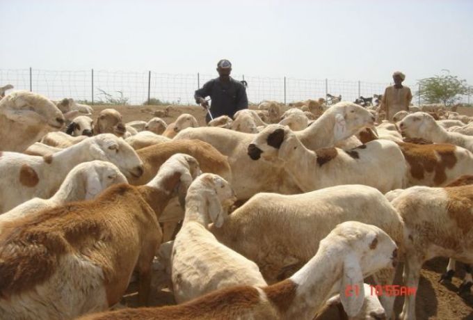مصر تستورد من السودان 800 الف رأس من الماشية