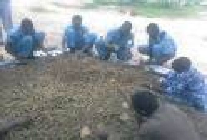 (جنوب دارفور) 5 آلاف فدان لزراعة البنقو وتحدي الموت