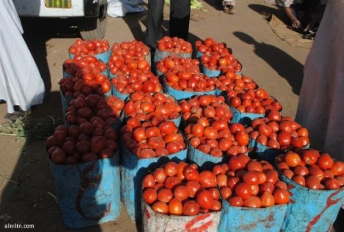 إنخفاض أسعار الطماطم من (40) جنيه الي (واحد جنيه)