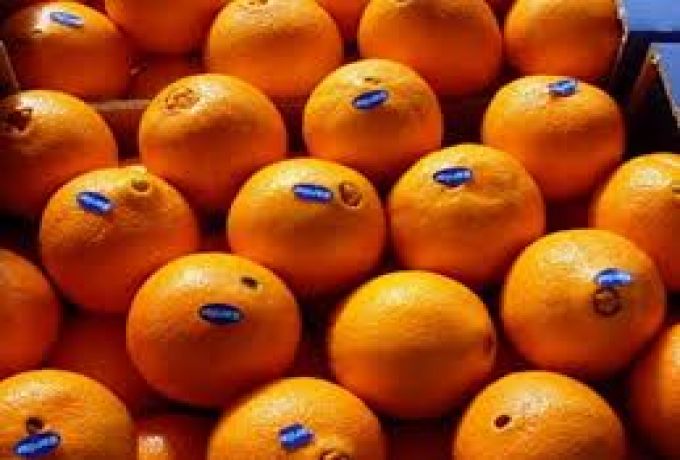 برتقال مصري مهرب يغرق الأسواق