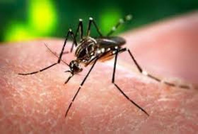 وزارة الصحة : تحوطات لمواجهة فيروس زيكا