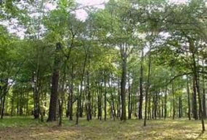 ولاية الخرطوم بدأت تطبيق القانون علي (قاطعي) الأشجار