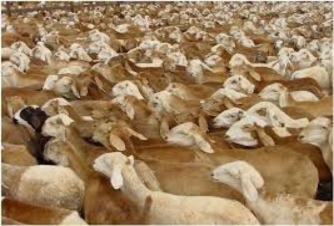 1.8 مليون رأس من الماشية السودانية الي السعودية