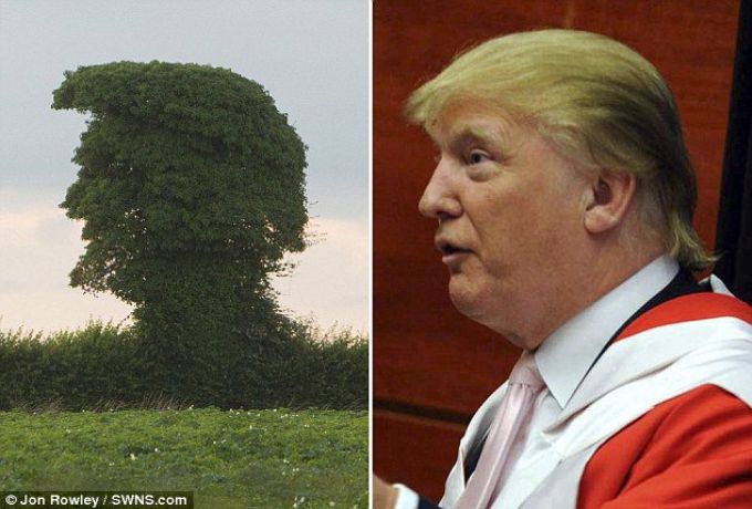 صور: شجرة بريطانية غريبة تحمل ملامح ترامب العصبية
