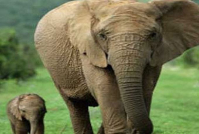 واق ذكري لمنع الأفيال من التجول وسط البشر بتنزانيا