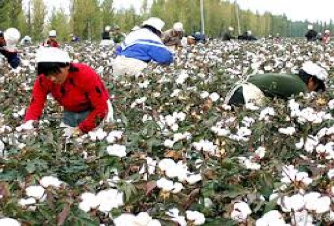 شركات صينية تعتزم زراعة 450 ألف فدان من القطن بالجزيرة