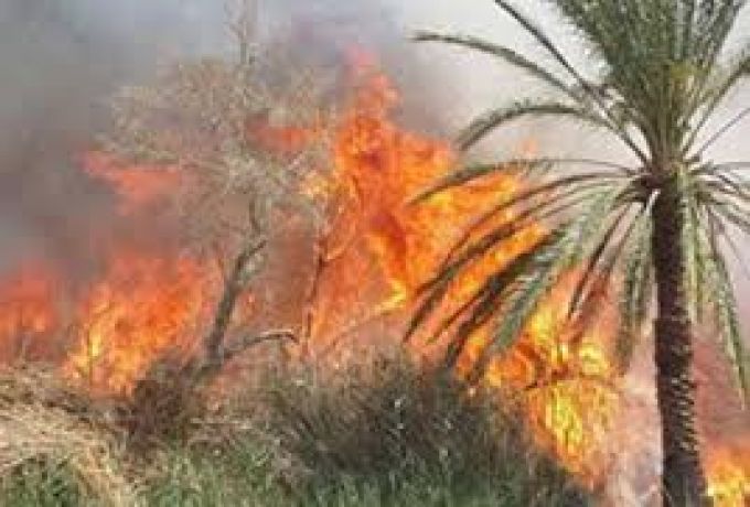 حريق يؤدي الي خسائر كبيرة في اشجار النخيل بجزيرة (دفوي)