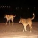 كلاب ضآلة  تقضي  على مواطن بكورنيش السي لاند ببورتسودان 
