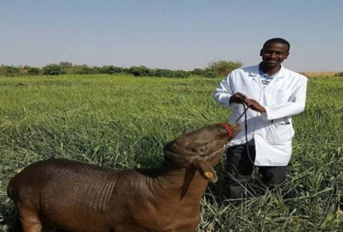باحث سوداني يتوصل الي خروف مهجن بوزن 160 كيلو