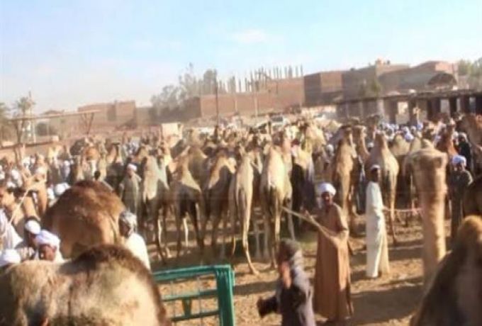 مصر تفرج عن 1800 رأس من الجمال السودانية