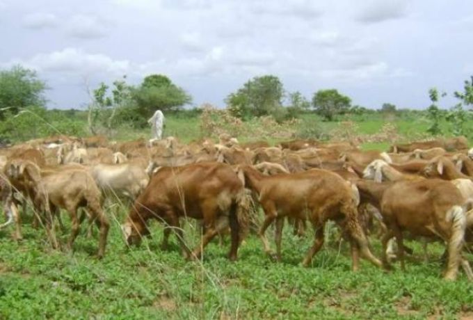 نائب برلماني يتهم رعاة بشمال دارفور بإتلاف 400 مزرعة