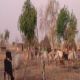 انتظام صادرات الماشية السودانية إلى قطر
