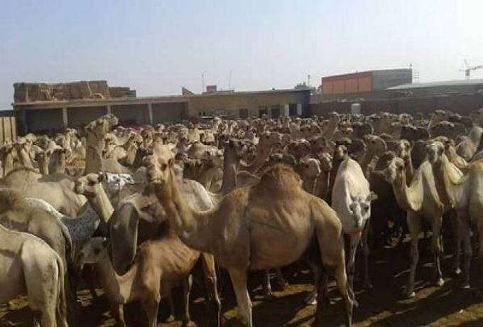 السودان يصدر 4 آلاف رأس من الإبل الي مصر