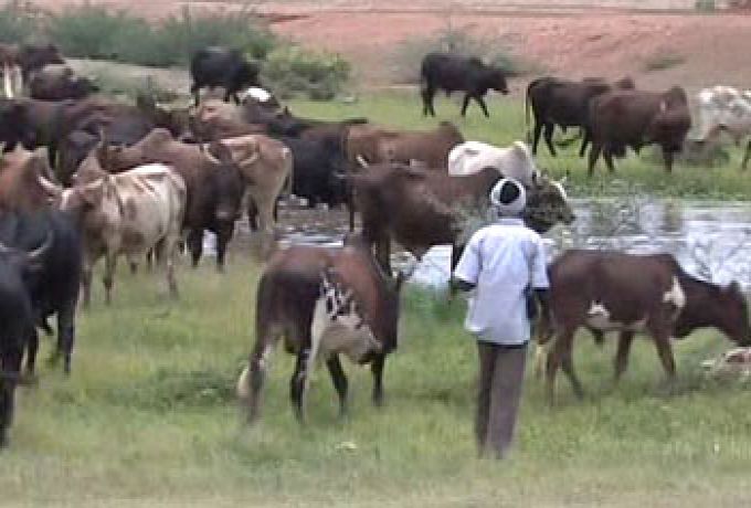 برلماني : تصدير إناث الماشية (خيانة عظمي)