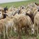 وكالة لتمويل الصادرات تتوقع ايجاد حلول لصادرات  الماشية للسعودية