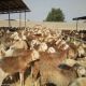 وزيرة التعاون الدولي المصرية: استيراد اللحوم السودانية والأثيوبية مستمر