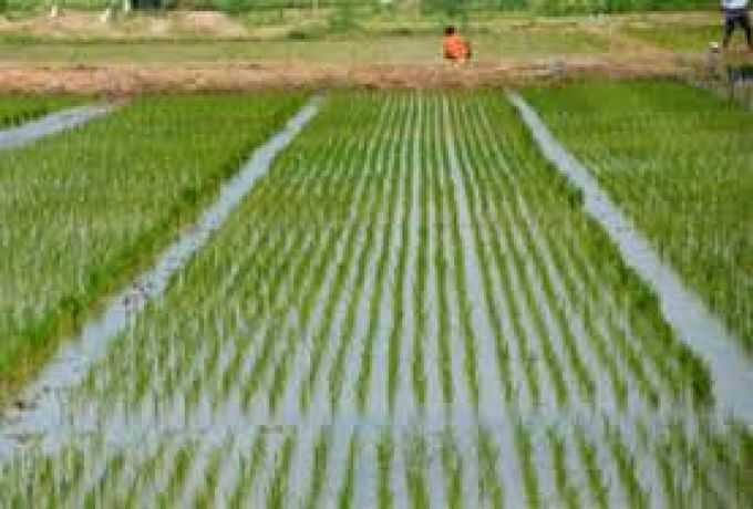 مصر تقترح زراعة مليون فدان أرز بالنيل الأزرق
