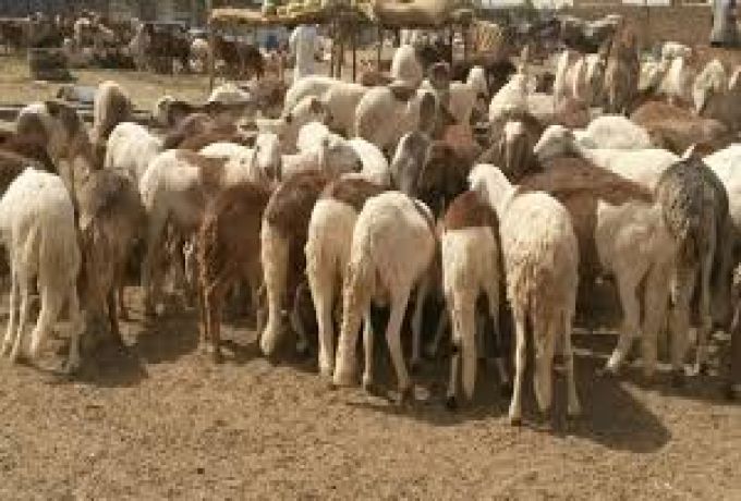 إيقاف صادرات الماشية السودانية والسبب ..