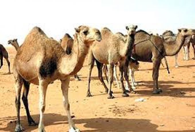 مصر تفرج عن أكثر من 3 آلاف من الإبل السودانية