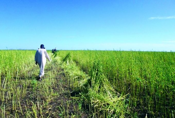 مزارعون بالجزيرة يحذرون من عدم توافر حاصدات القمح