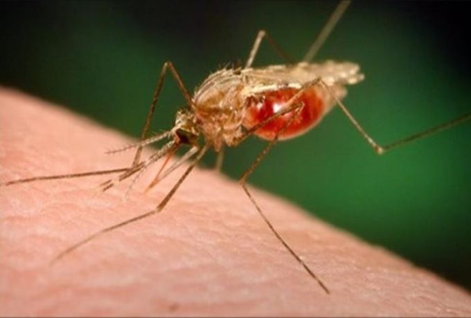 تسجيل نسب إصابة عالية بالملاريا بمحليتي (جبل أولياء) و (بحري)