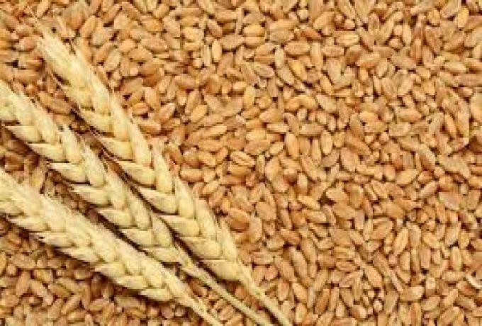 وصول كميات ضخمة من القمح عبر برنامج الغذاء العالمي