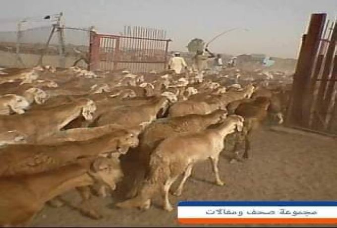 مرة اخرى السعودية ترجع باخرة ماشية ومطالبات بحل لجنة تنظيم البواخر
