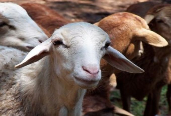 حكومة شرق دارفور تدين حادثة سرقة 1,174 من الماعز بالولاية