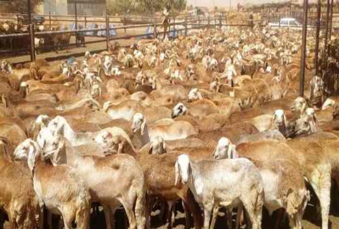 الثروة الحيوانية تصدر أكثر من 8 آلاف رأس من الماشية للسعودية
