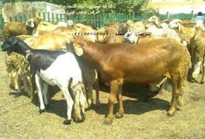 اقتصاد : تصدير “23494” الف رأس من الماشية للسعودية