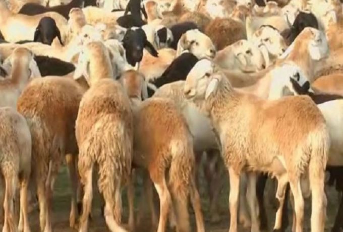 إستقرار وإنسياب حركة صادر الماشية لدول الخليج