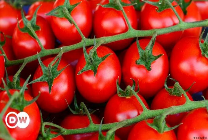 ظهور مرض جديد في مصر بسبب الطماطم