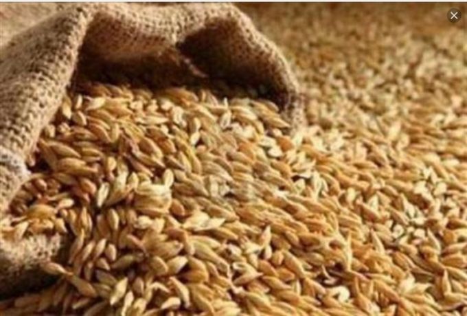 البنك الزراعي يبدأ فعلياً في شراء القمح من المزارعين
