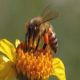سم النحل قد يعالج السرطان