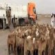 2 مليون رأس من الماشية في طريقها الي الاسواق السعودية
